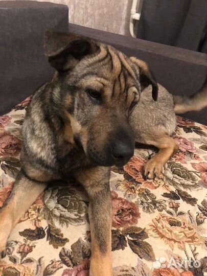 Собака бесплатно