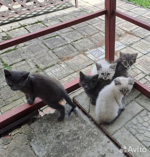 Котята в добрые руки