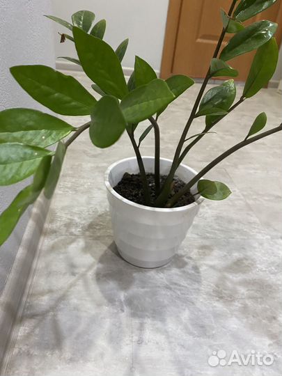 Замиокулькас