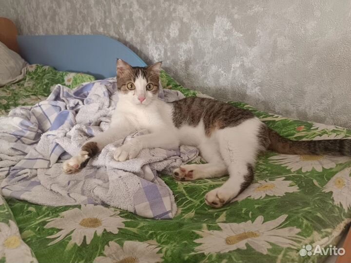 Котик