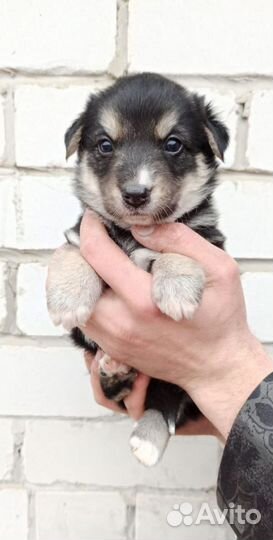 Щенок мальчик 1 мес в частный дом