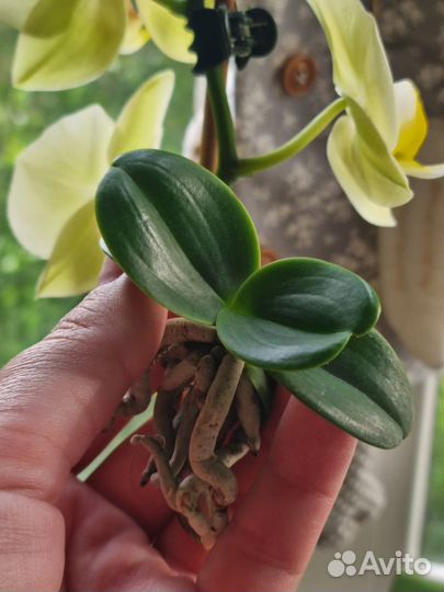 Орхидея минмару