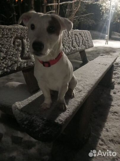 Вязка джек рассел терьер