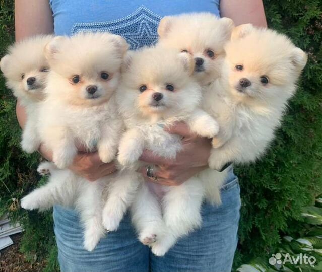 Девочки померанцы мини