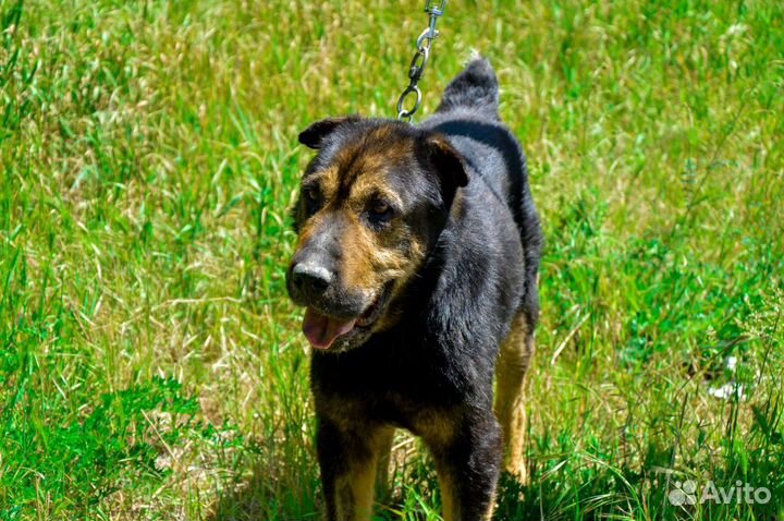 Собаки бесплатно в добрые руки