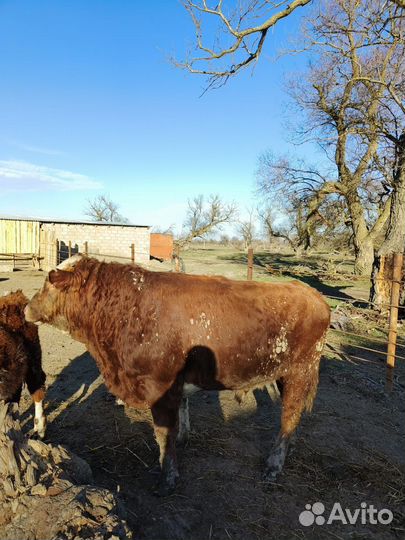 Бычки, быки симменталы, герефорды, абердины