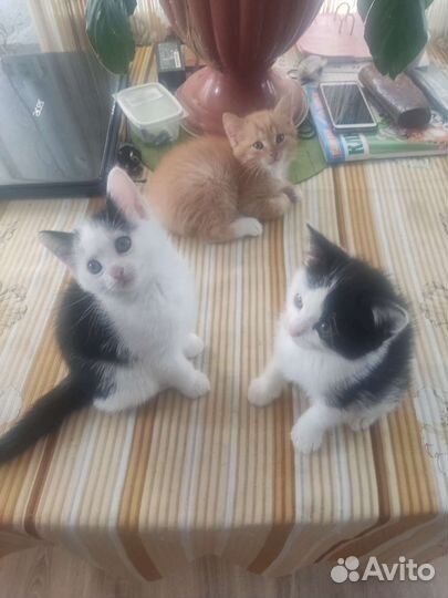 Котята в добрые руки бесплатно