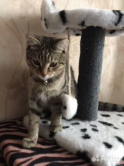 Котенок бенгалский метиз