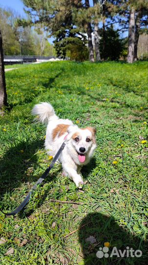 Собака в добрые ответственные руки