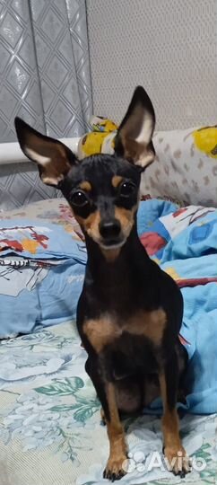 Той-терьер щенки