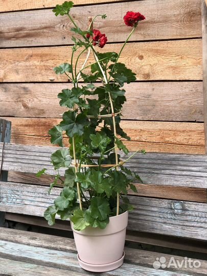Герань ампельная. 80 см