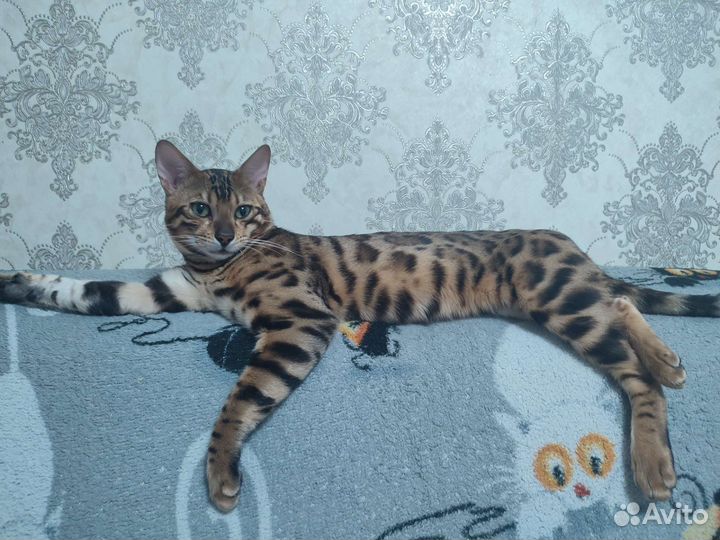 Бенгальский кот на вязку
