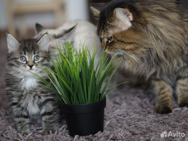 Сибирские котята