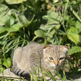 Отдам бесплатно котят в хорошие руки