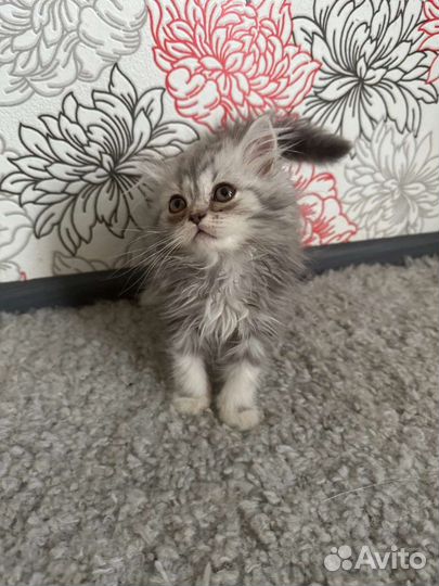 Британские котята