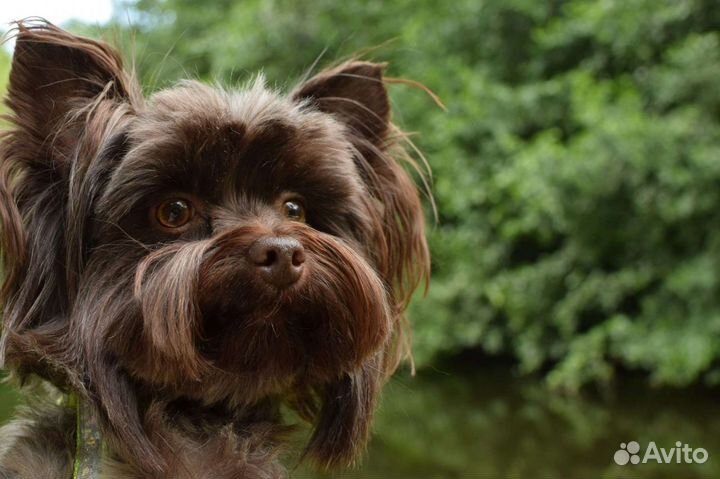 Приглашает на вязку