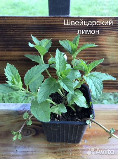 Саженцы сортовой мяты