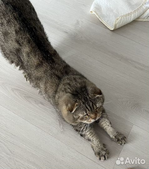 Отдам молодого котика в хорошие руки