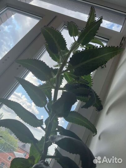 Комнатные цветы