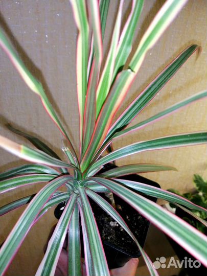 Пальма драцена