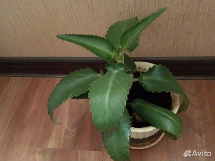 Каланхоэ лечебное