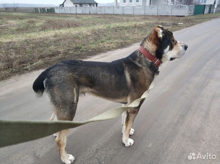 Кобель алабай