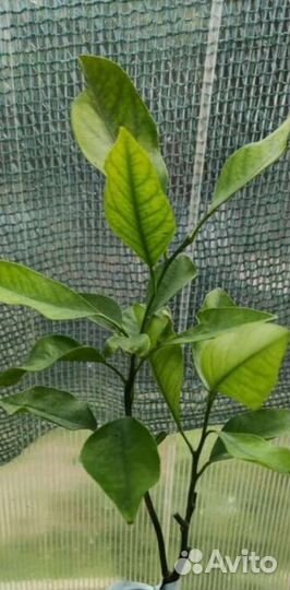 Грейпфрут цитрус