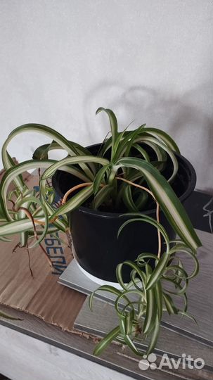 Лимон вариегатный, комнатные растения, кофе