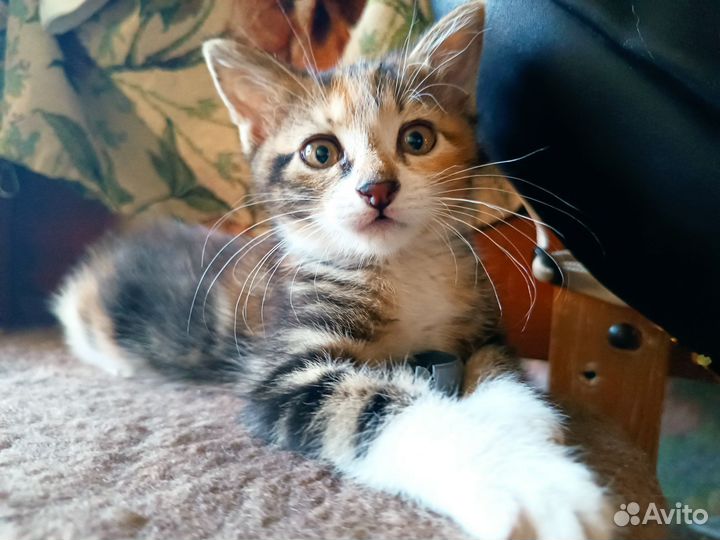 Курильский бобтейл