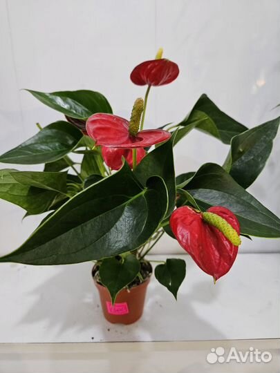 Комнатные растения цветы