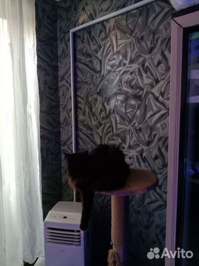 Кошка Мейн Кун