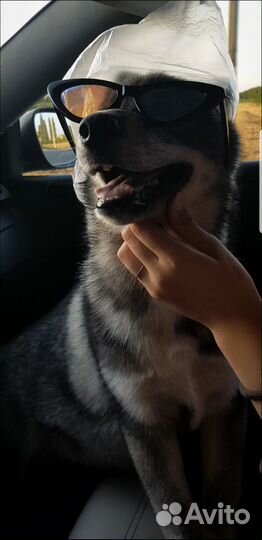 Хаски, щенок девочка, окрас агути