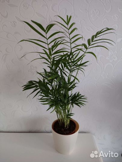 Пальма Хамедорея