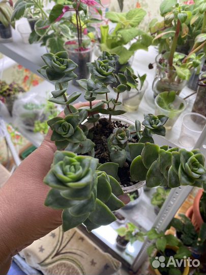 Наборы суккулентов