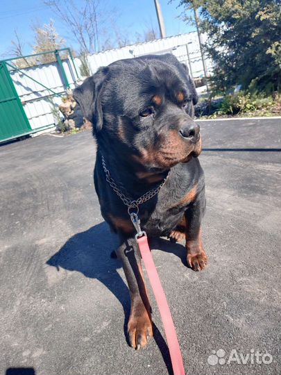 Передержка собак