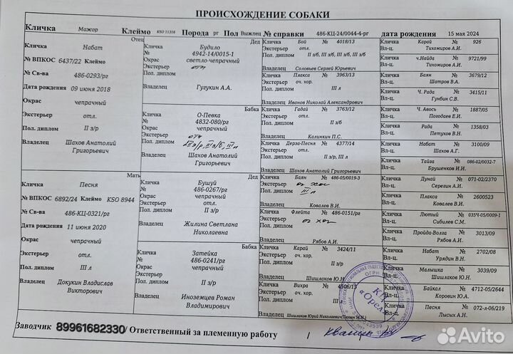 Щенок русской гончей