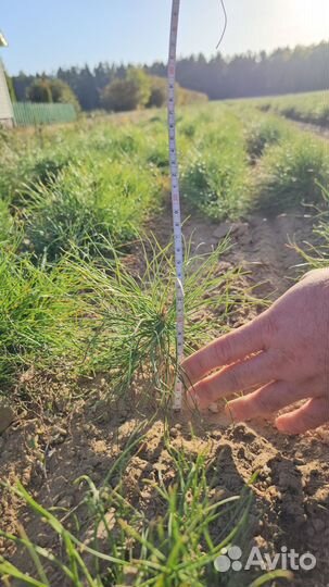 Саженцы сосны и ели окс оптом