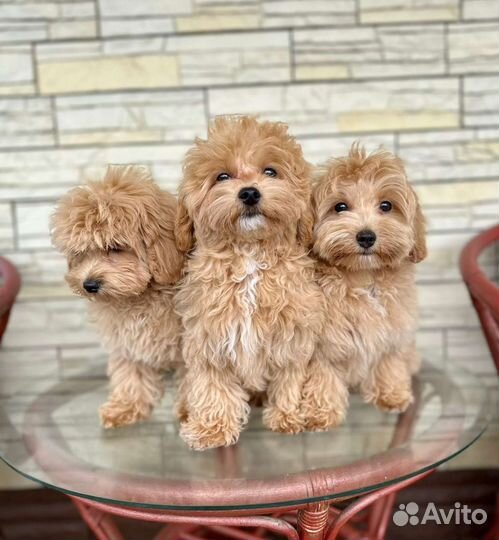 Детки мальтипу ф1