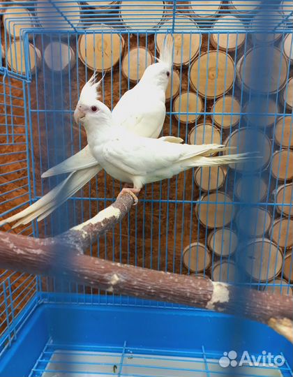 Попугай корелла