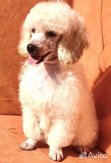 Пудель малый средний