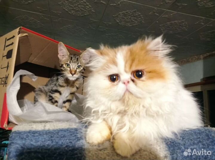 Кот