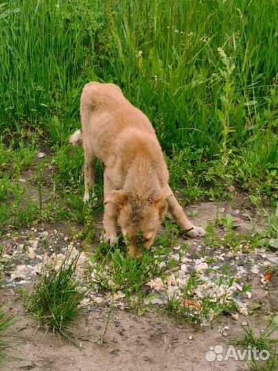 Скелетики с Жилкино ищут дом