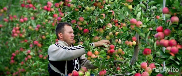 Сборка яблок