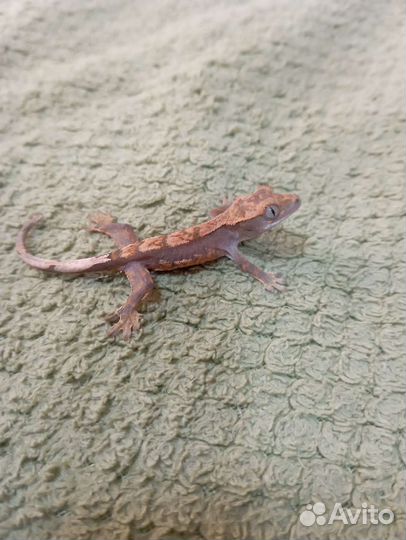 Реснитчатый бананоед