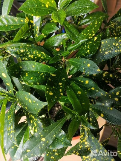 Кодиеум (кротон)