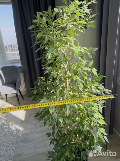 Фикус бенджамина