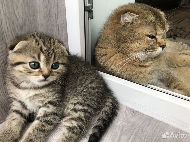 Шотландская золотая шиншилла