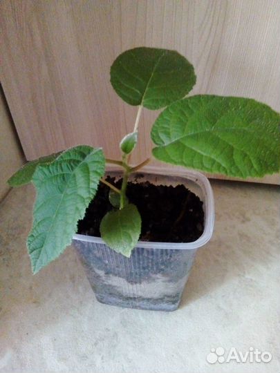Саженцы киви