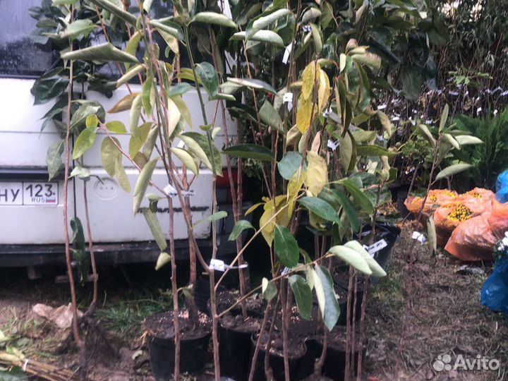 Саженцы хурмы в горшках круглый год