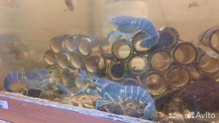 Австралийские красноклешневые раки